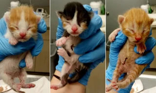 Ba chú mèo con tên là Spirit, Delta và Frontier. Ảnh: CNN.