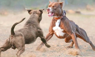 Khung xương hàm của giống chó Pitbull chắc khỏe, răng nhọn. Ảnh: VP.