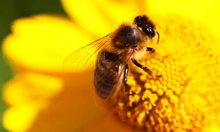 Ong mật. Ảnh: BBC.