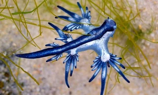 Sên biển “rồng xanh” (tên khoa học: Glaucus atlanticus) dạt vào bờ biển trên đảo Mustang, bang Texas, Mỹ. Nguồn: CNN.