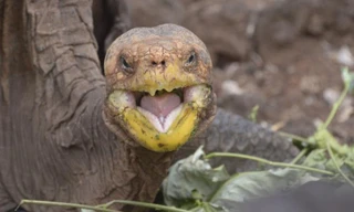 Cụ rùa Diego con đàn cháu đống. Ảnh: Getty.