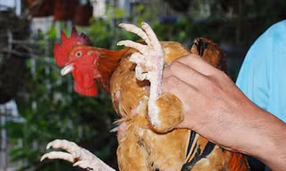 'Gà chín cựa' nhởn nhơ giữa Thủ đô