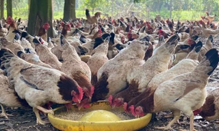 HADICO - Nơi lưu giữ sản vật của Làng cổ Đường Lâm 