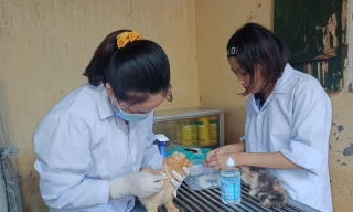 Trạm cứu hộ động vật phi lợi nhuận của 25 bạn trẻ