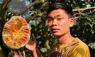 Chàng sinh viên trồng 2ha mít ruột đỏ, thu nhập nửa tỷ đồng/năm