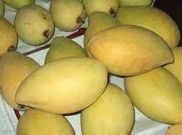 Xoài cát Hòa Lộc rớt giá thê thảm, chất đống bán vài nghìn/kg