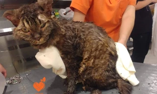 Mình làm gì khi mình thất tình? 