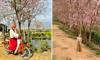 Giới trẻ dựng lều cắm trại ngắm mai anh đào bung nở trên núi cao Đà Lạt