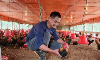 Cặp vợ chồng trẻ kiếm tiền tỷ trên vùng đất khó nhờ 'lối đi riêng'