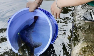 Người dân TPHCM ý thức phóng sinh đúng cách để tránh làm chết cá 