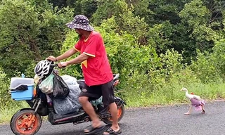 Chú ngỗng cực khôn cùng chủ đi bộ xuyên Việt, được trả ngàn đô cũng không bán