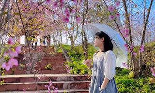 Giới trẻ nô nức check-in hoa mai anh đào ở Măng Đen 