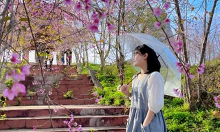 Giới trẻ nô nức check-in hoa mai anh đào ở Măng Đen 