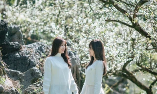 Hoa mận nở trắng trên cao nguyên Mộc Châu thu hút giới trẻ đến check in