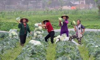 Nông dân không còn rau để 'giải cứu', giá rau lại tăng gấp 4 lần