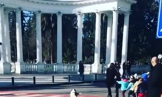 Chú chó gây sốt mạng xã hội nhờ dẫn trẻ em qua đường 