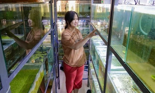 Kiếm bạc triệu nhờ mô hình nuôi sứa 'triệu view' trong phòng máy lạnh