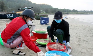 Ngư dân Đà Nẵng nhộn nhịp vào mùa 'xúc' lộc biển