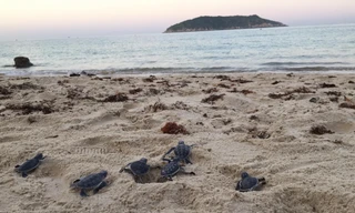 Số lượng rùa lên bãi biển đẻ trứng tại Việt Nam giảm hơn 22 lần 