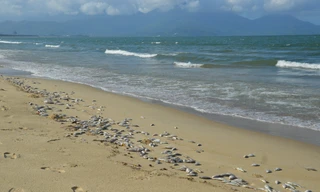 Sáng 10/11, cá chết dạt vào bờ biển Đà Nẵng đoạn dọc tuyến đường Nguyễn Tất Thành (quận Thanh Khê và Liên Chiểu)