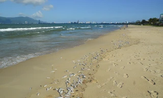 Nguyên nhân khiến cá chết trắng bờ biển Đà Nẵng có thể là do nổ mìn. Sở TN&MT Đà Nẵng yêu cầu Trung tâm quan trắc tiếp tục theo dõi chất lượng nước biển. Ảnh: Giang Thanh