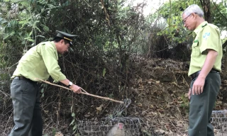Nhiều cá thể động vật hoang dã ở Bán đảo Sơn Trà bị thương do "dính" bẫy thú được lực lượng kiểm lâm giải cứu, chữa trị và trả về tự nhiên