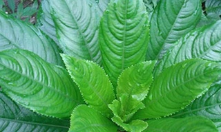 Dùng lá xương sông chữa bệnh mùa hè