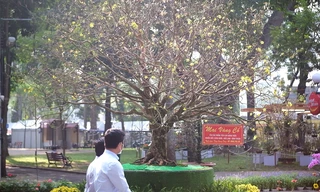 Cận cảnh 'lão' mai trên 100 tuổi giá hơn 6 tỷ nổi bần bật trong Hội Hoa xuân Tao Đàn