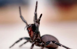 Ấn Độ vừa phát hiện một loài nhện cực độc mới