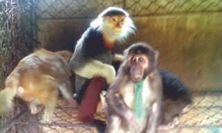 Gom thú rừng chờ Tết