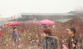 Sắc Xuân chợ hoa Quảng Bá