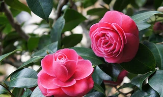 10 loại hoa tươi được yêu thích nhất Tết 2019