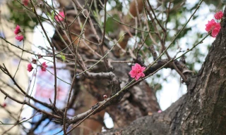 Nhìn gần gốc đào rừng trăm tuổi, nặng hơn 1 tấn ở Hà Nội