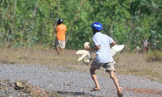 Nhiều người nhanh tay bắt vịt, chạy vào phía đồi bạch đàn sát nơi xe lật. Ảnh: Zing
