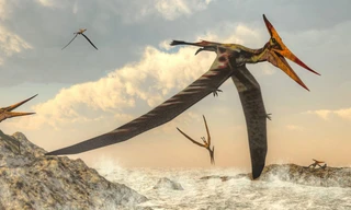 Phác họa về loài thằn lăn bay. (Nguồn: The Daily Beast)
