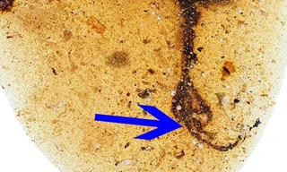 Hình ảnh hổ phách lưu giữ hoá thạch loài chim có ngón chân dài bất thường.