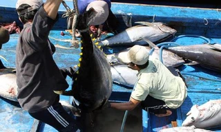 Cá ngừ Việt Nam được thị trường Canada ưa chuộng