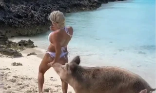 Mải tạo dáng trên bãi biển, người mẫu bikini bị heo cắn… vòng 3