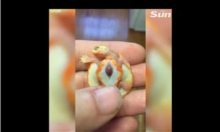 Kinh ngạc chứng kiến chú rùa “có trái tim đập ngoài lồng ngực”