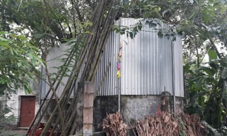 Cả làng quây tôn, dựng chốt bảo vệ cây sưa 22 tỷ ở Vĩnh Phúc