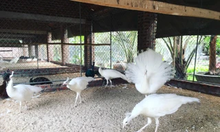 Nữ công nhân 'chịu chơi' vay trăm triệu mua chim công đột biến gien 