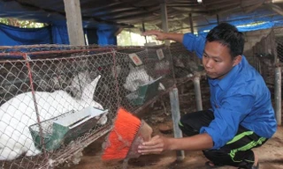 Danh mục thức ăn chăn nuôi: Cấm thỏ ăn cà rốt?