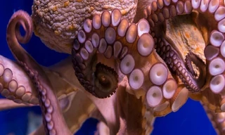 Xúc tu là nơi tập trung nhiểu tế bào thần kinh của bạch tuộc. Ảnh: Science Alert.