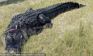 Tìm thấy thi thể người trong bụng cá sấu