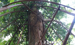 Cây sưa được bảo vệ bằng hàng rào thép. Ảnh: VTC