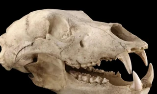 ADN trích xuất từ hộp sọ của gấu nâu 32.500 tuổi cho thấy sự hiện diện của chúng ở gần Tokyo ngày nay