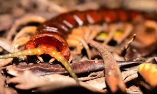 Rết có nọc độc và có thể tiêu diệt hàng ngàn con chim biển mỗi năm.