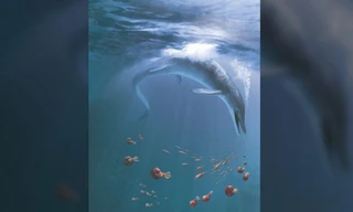 Quái vật biển dài 17 mét được phát hiện ở Nevada 