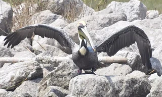 Chim bồ nông trở về nhà sau 11 năm