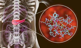 Mô hình tuyến tụy trong cơ thể con người.